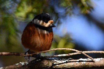 Varied Tit Saitama Prefecture Forest Park Sat, 1/27/2024