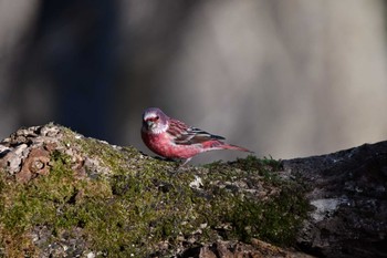 Pallas's Rosefinch Saitama Prefecture Forest Park Sat, 1/27/2024