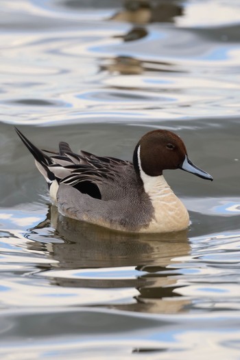 Northern Pintail 霞ヶ浦総合公園 Sun, 2/18/2024