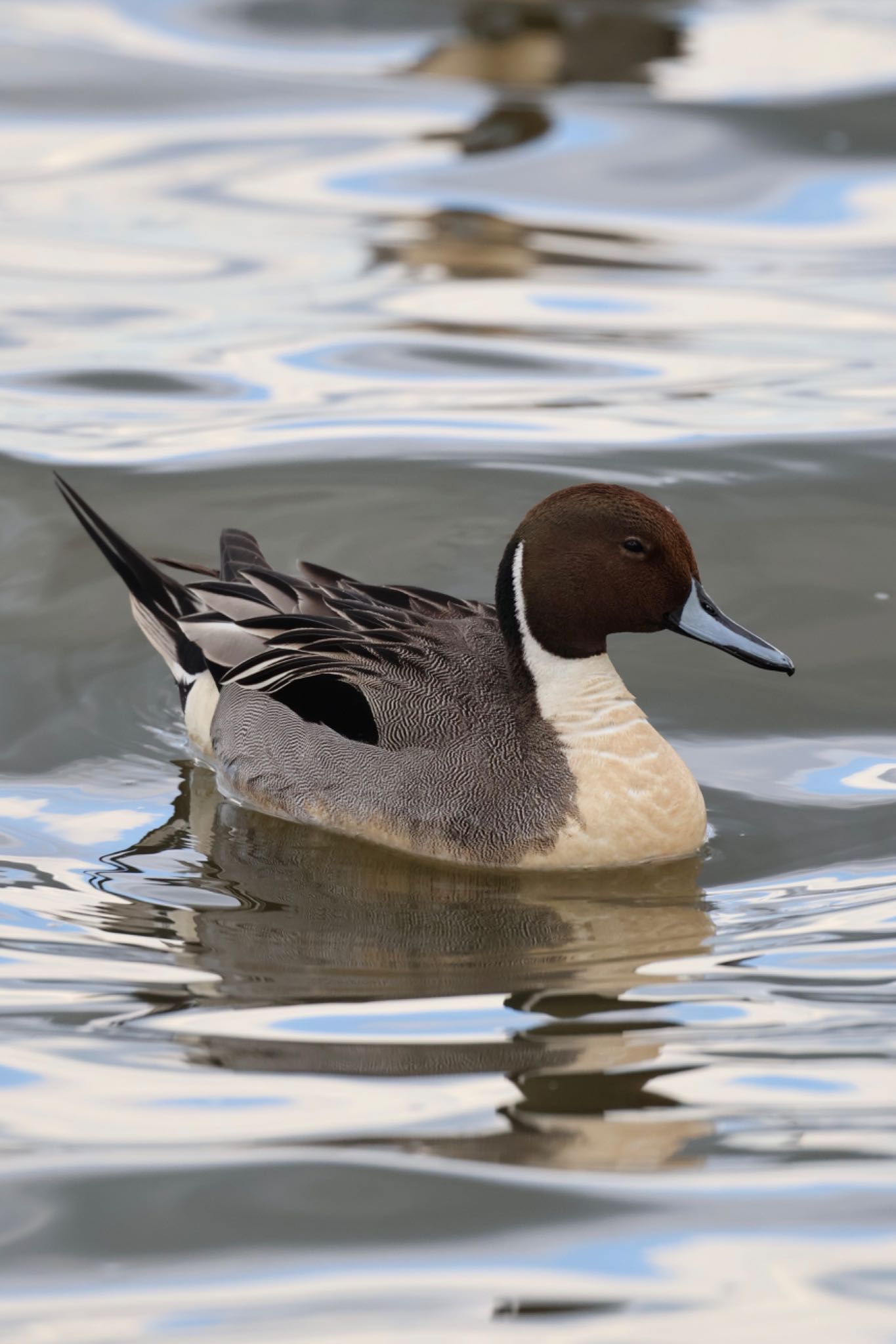 Photo of Northern Pintail at 霞ヶ浦総合公園 by アカウント15734