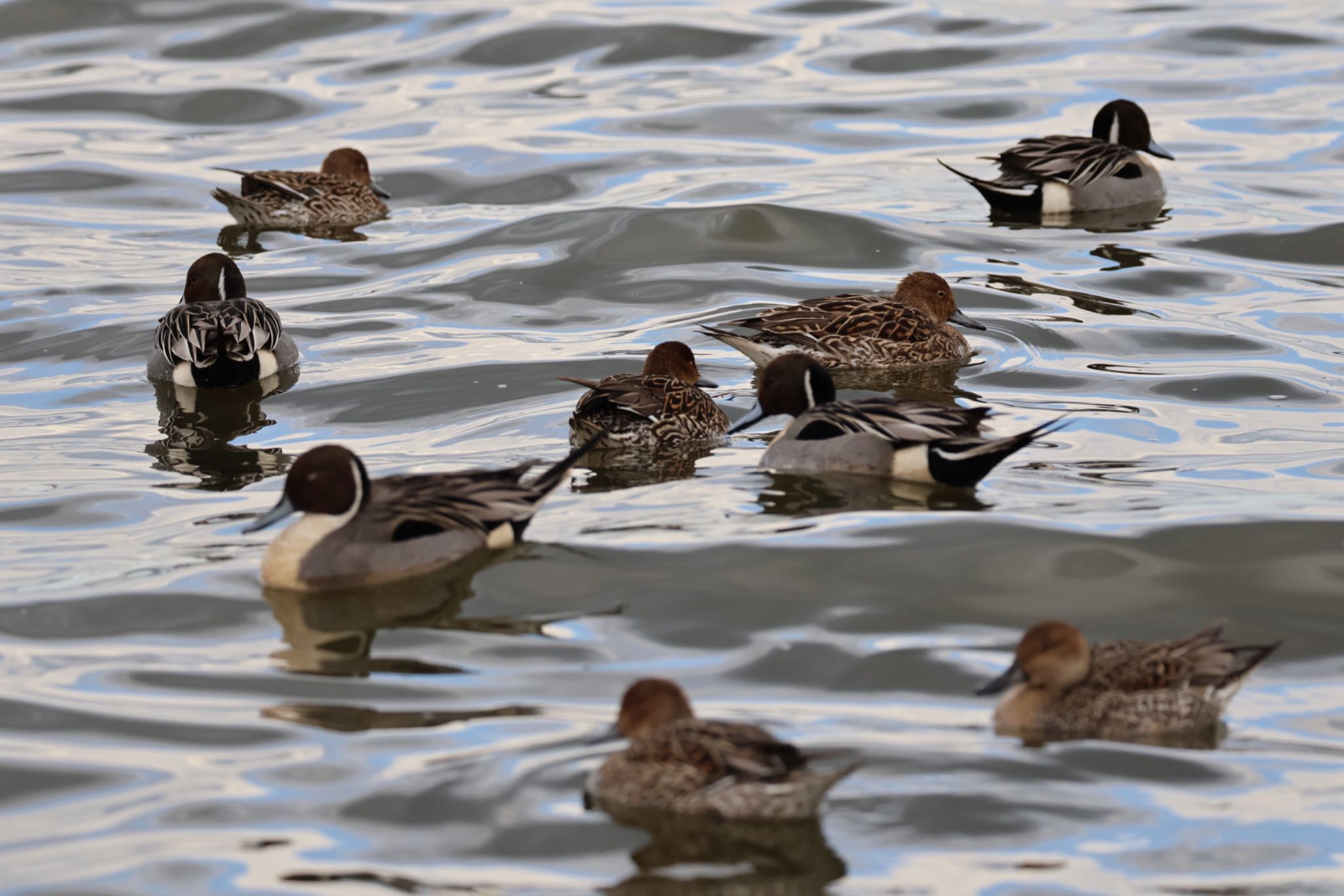 Photo of Northern Pintail at 霞ヶ浦総合公園 by アカウント15734