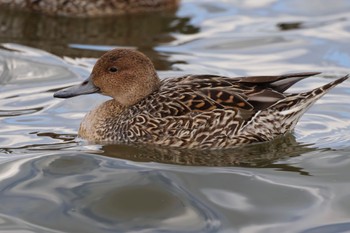 Northern Pintail 霞ヶ浦総合公園 Sun, 2/18/2024