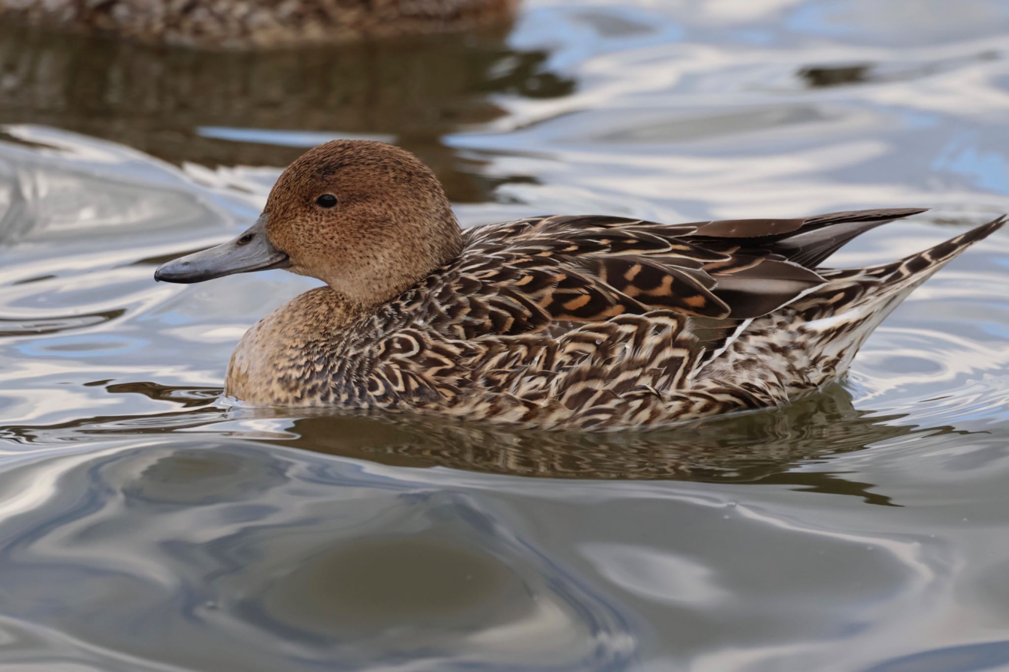 Photo of Northern Pintail at 霞ヶ浦総合公園 by アカウント15734