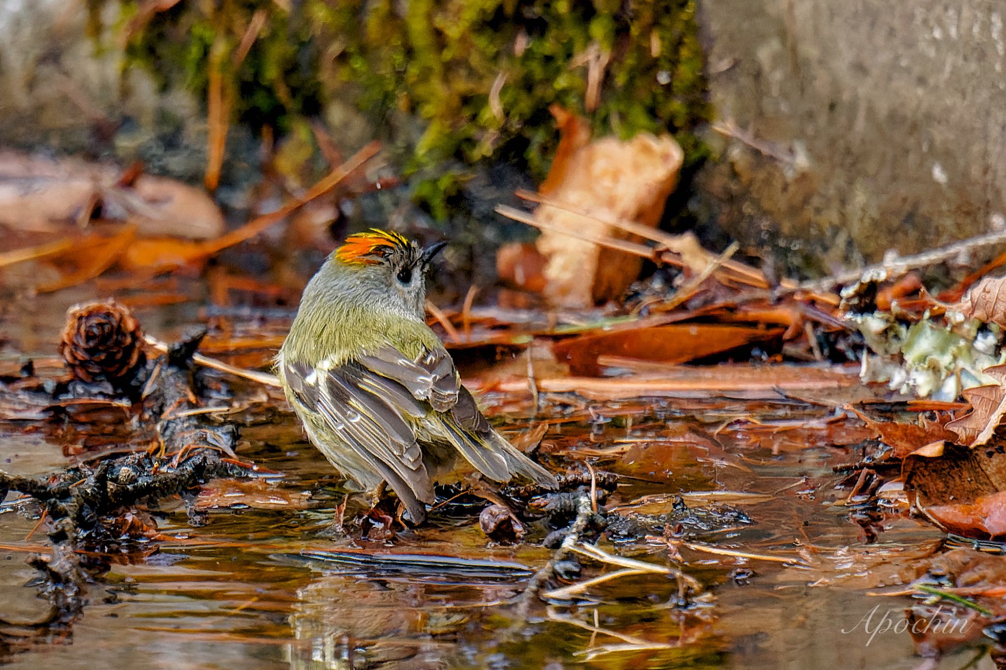 Photo of Goldcrest at 創造の森(山梨県) by アポちん