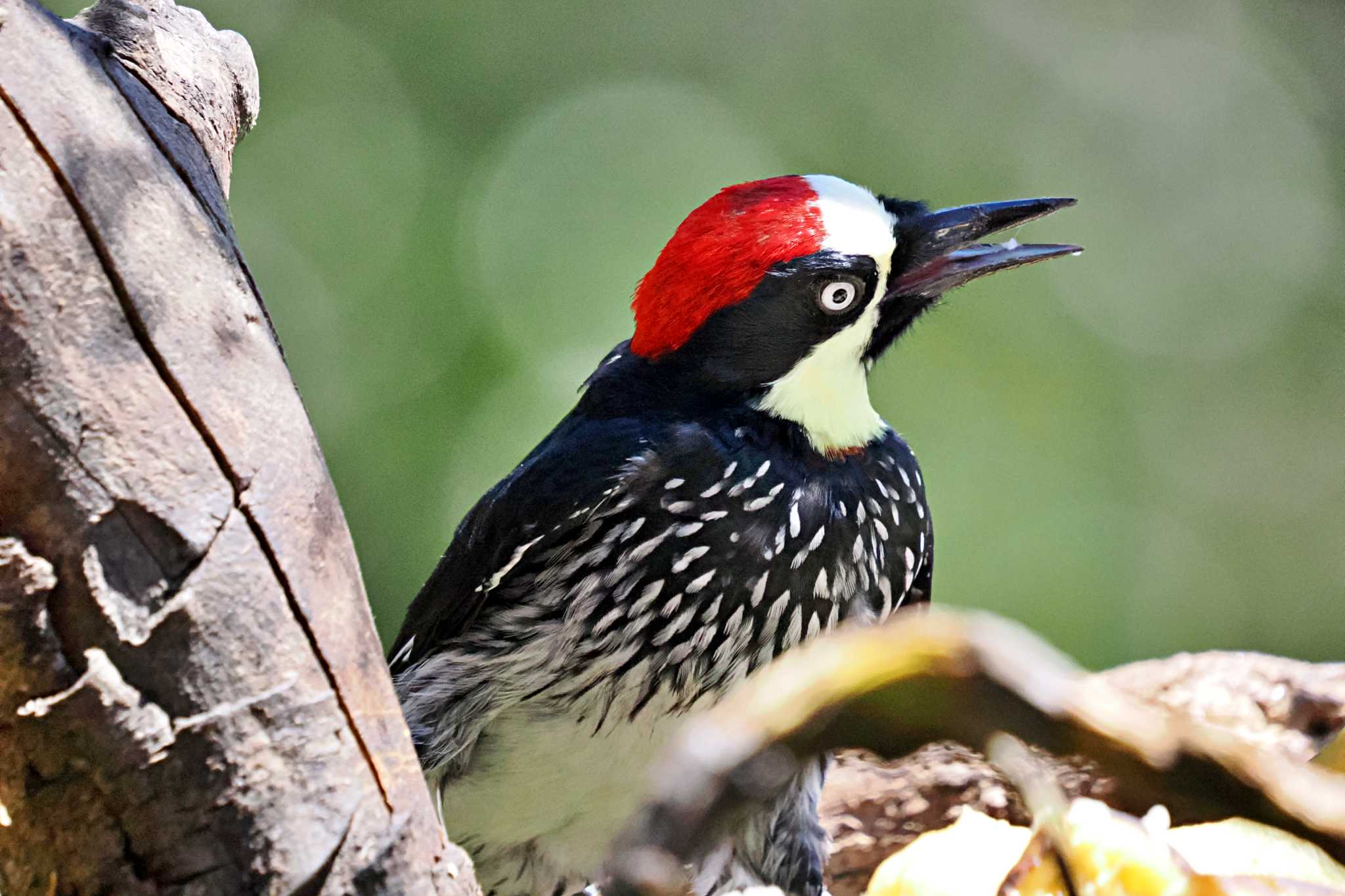 Photo of Acorn Woodpecker at Trogon Lodge(Costa Rica) by 藤原奏冥