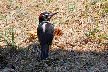 Hairy Woodpecker