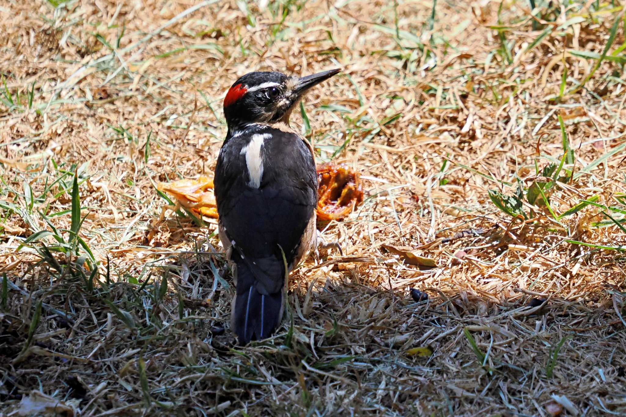 Photo of Hairy Woodpecker at Trogon Lodge(Costa Rica) by 藤原奏冥