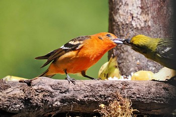 ホノオフウキンチョウ Trogon Lodge(Costa Rica) 2024年2月13日(火)