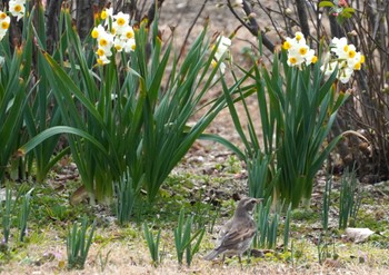 Dusky Thrush 大阪府 Sat, 2/17/2024