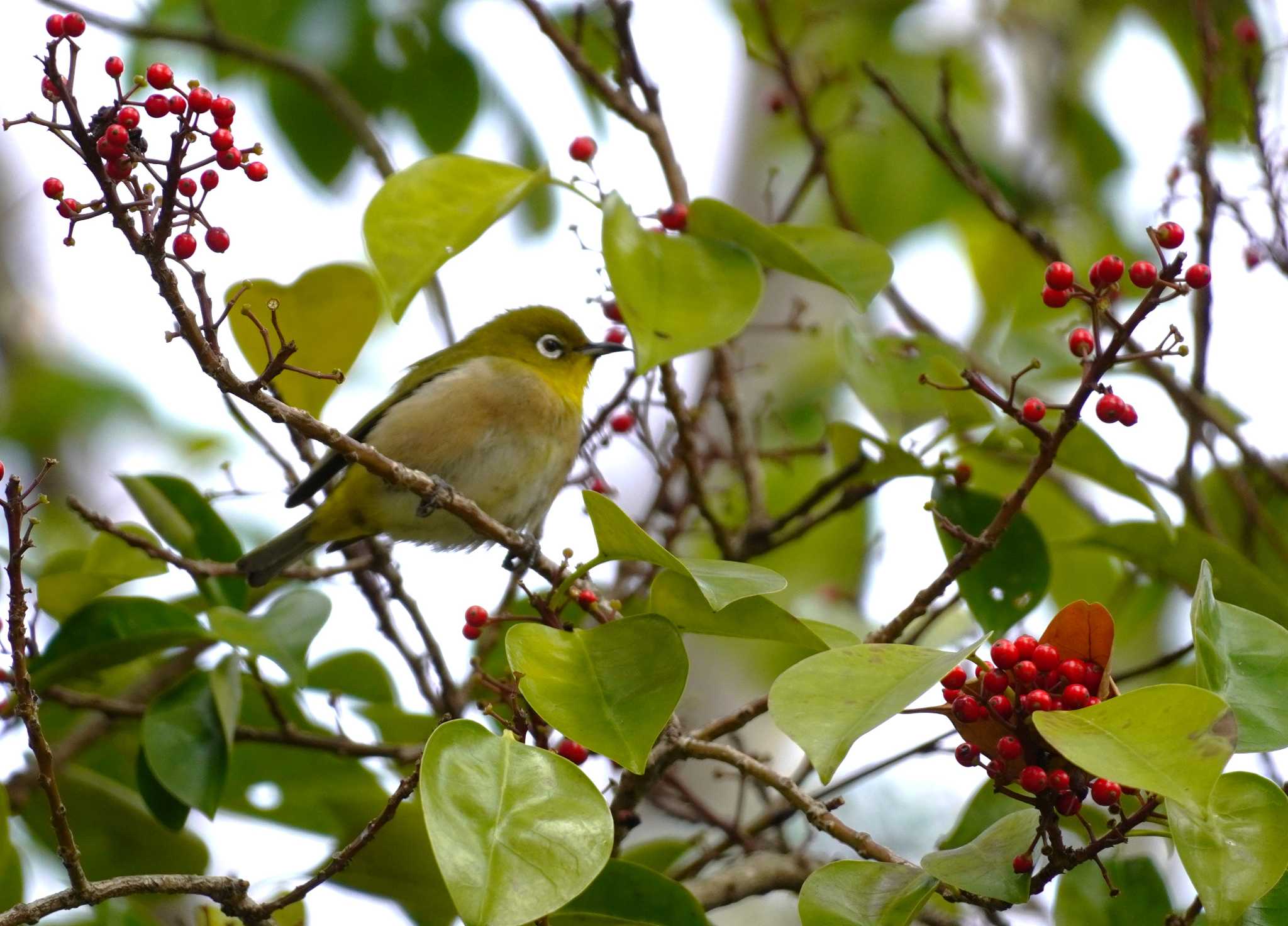 Warbling White-eye