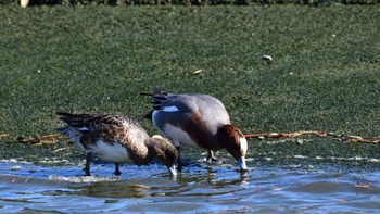 Eurasian Wigeon 福田漁港 Sun, 2/11/2024