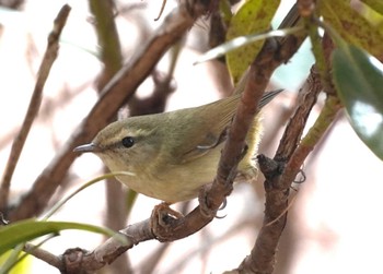 2024年2月17日(土) 大阪府の野鳥観察記録