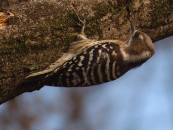 Japanese Pygmy Woodpecker 下奥富河川敷公園 Sun, 2/18/2024