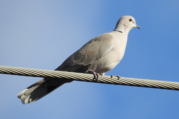 Photo of Eurasian Collared Dove at Denison Park (Ojai, CA) by かみき