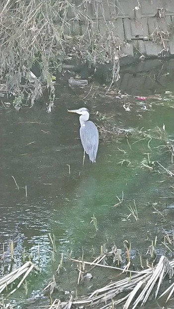 Grey Heron 泉の森公園 Sun, 2/18/2024