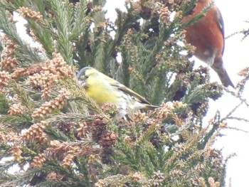 Eurasian Siskin 三河湖園地 Sun, 2/18/2024