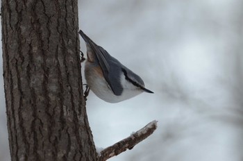 Eurasian Nuthatch Unknown Spots Sun, 2/4/2024