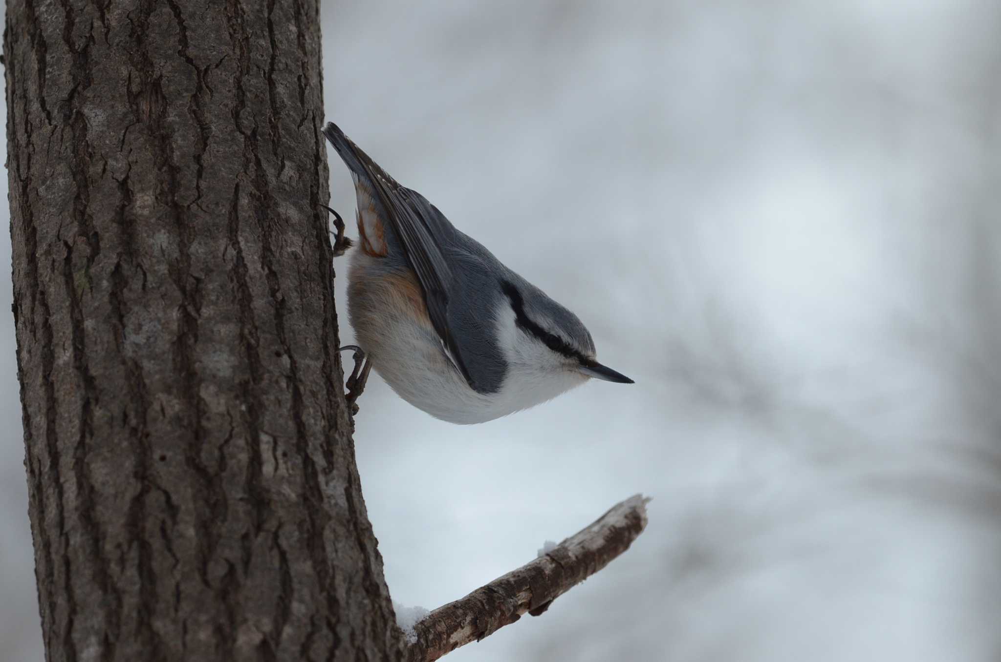 Photo of Eurasian Nuthatch at  by J