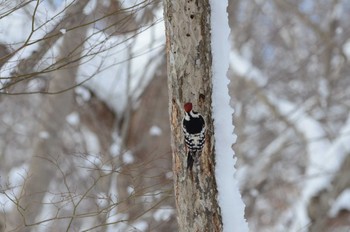 Great Spotted Woodpecker(japonicus) Unknown Spots Sun, 2/4/2024