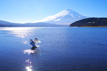 Mute Swan Yamanakako Lake Tue, 2/13/2024