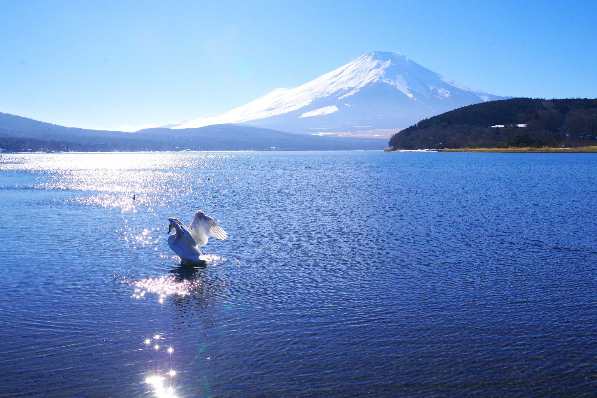 Photo of Mute Swan at Yamanakako Lake by BW11558