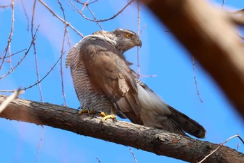 Eurasian Goshawk 神代植物公園 Sun, 2/18/2024