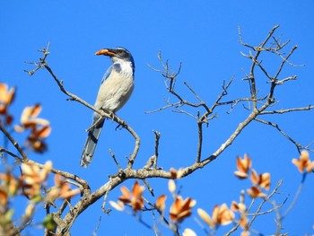 アメリカカケス Steckel Park (Santa Paula, CA) 2018年11月24日(土)