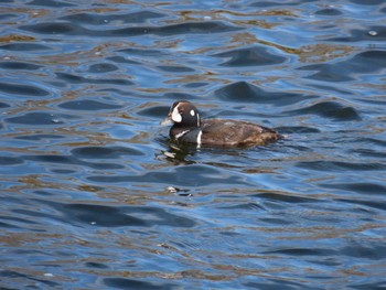 Harlequin Duck 多摩川 Sun, 2/18/2024