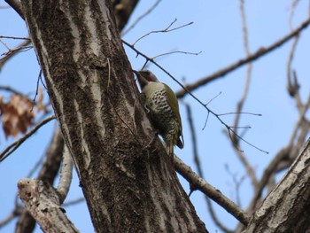 2024年2月18日(日) 小宮公園(八王子)の野鳥観察記録