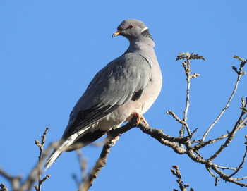 Band-tailed Pigeon