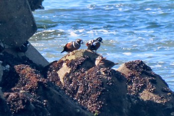 Harlequin Duck 九十九里浜(旭市) Sun, 2/11/2024