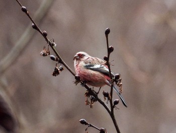 2024年2月18日(日) 早戸川林道の野鳥観察記録