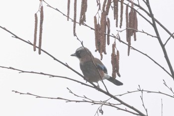 Eurasian Jay Unknown Spots Sun, 2/18/2024