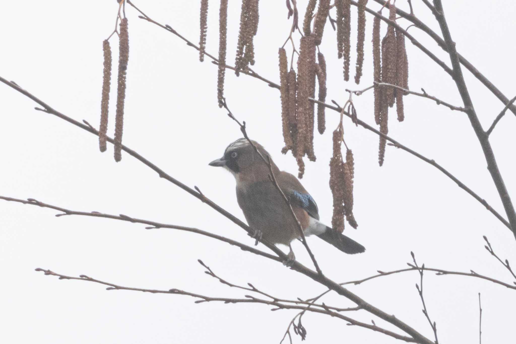 Photo of Eurasian Jay at  by My