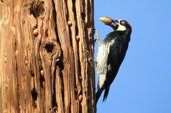 Acorn Woodpecker Denison Park (Ojai, CA) Sat, 11/24/2018