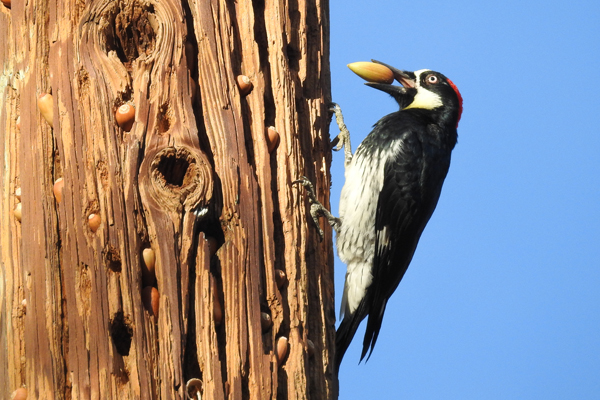 Photo of Acorn Woodpecker at Denison Park (Ojai, CA) by かみき