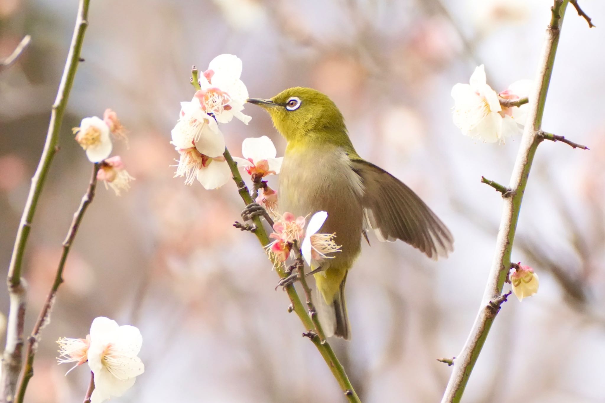 Photo of Warbling White-eye at Inokashira Park by あらどん