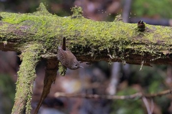 Eurasian Wren Unknown Spots Sun, 2/18/2024