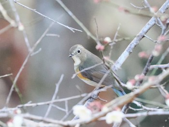 ルリビタキ 神戸森林植物園 2024年2月18日(日)