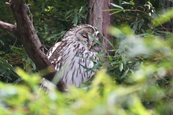 Sat, 2/17/2024 Birding report at Inokashira Park