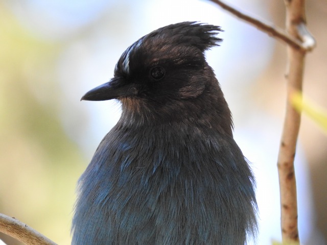 Photo of Steller's Jay at Yosemite National Park by かみき