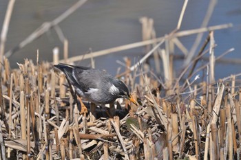 White-cheeked Starling Mizumoto Park Sun, 2/18/2024