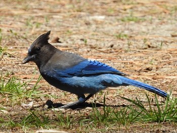 ステラーカケス ヨセミテ国立公園 2017年4月28日(金)