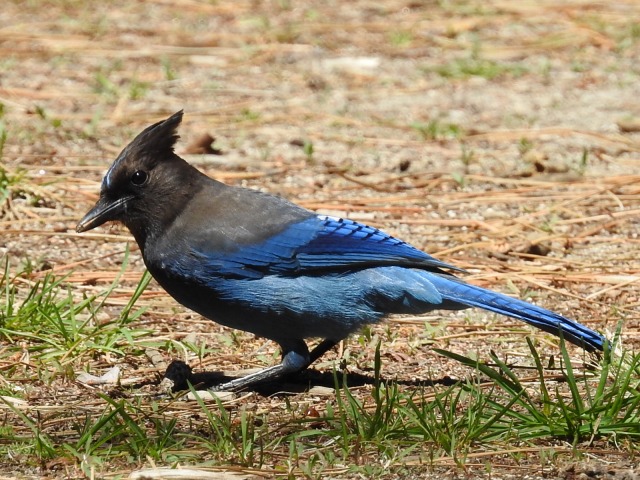 Photo of Steller's Jay at Yosemite National Park by かみき