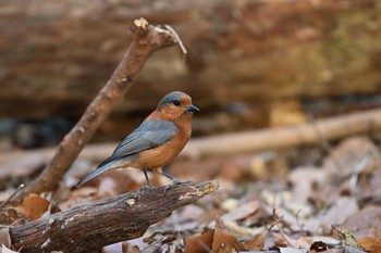 Varied Tit Mizumoto Park Sun, 2/18/2024