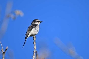 Ryukyu Minivet Mizumoto Park Sun, 2/18/2024