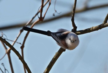 Long-tailed tit(japonicus) Unknown Spots Sat, 2/17/2024