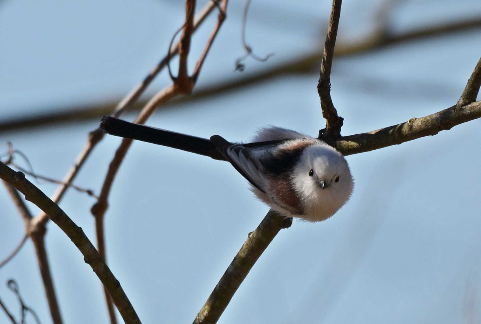 Photo of Long-tailed tit(japonicus) at  by くまのみ