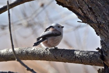 Long-tailed tit(japonicus) Unknown Spots Sat, 2/17/2024