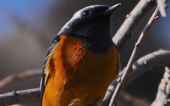 Daurian Redstart 住吉公園 Sun, 2/18/2024